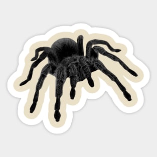 Spider Tarantula Sticker